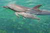 A Baby Dolphin for Sea World
