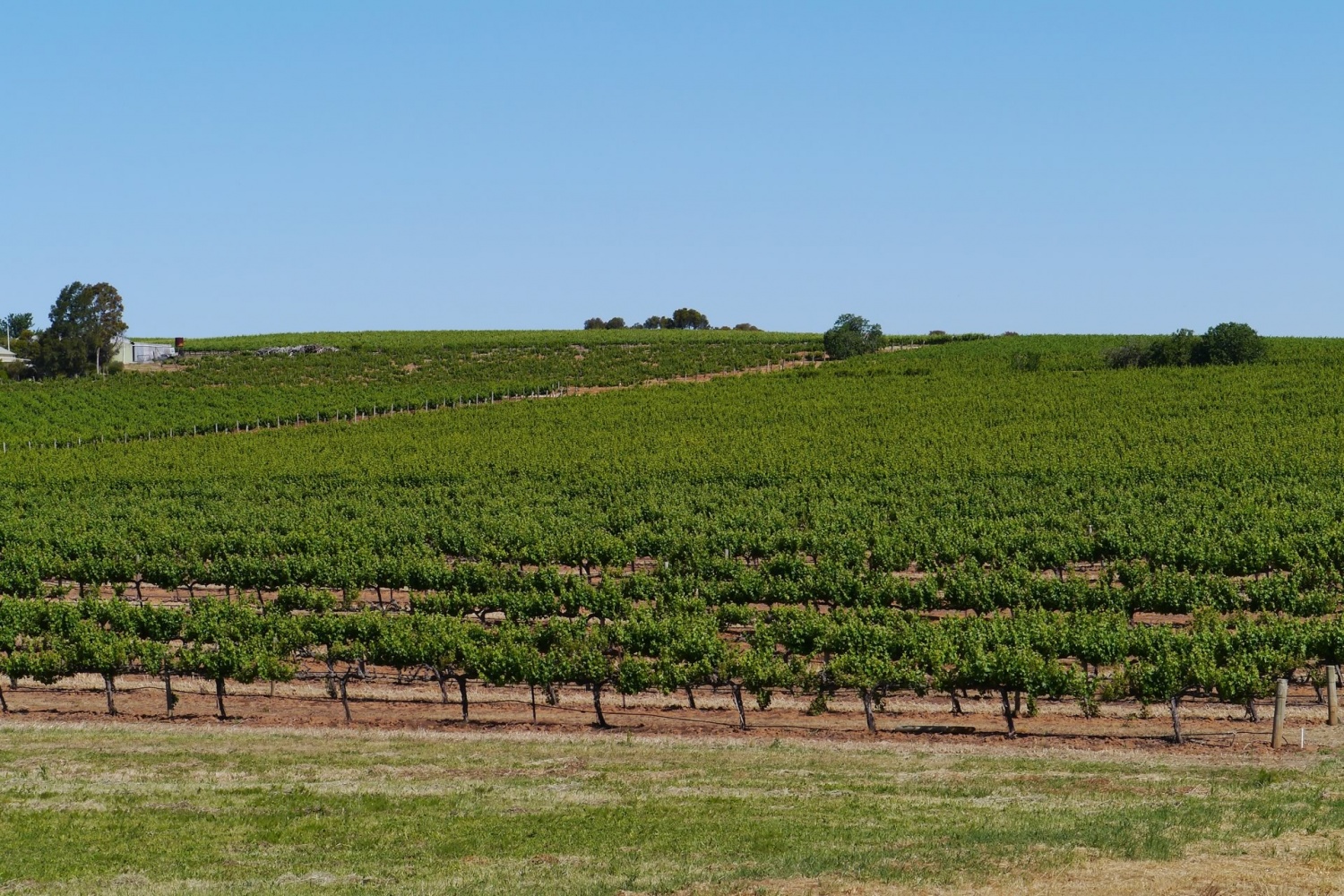 South Australia Wineries