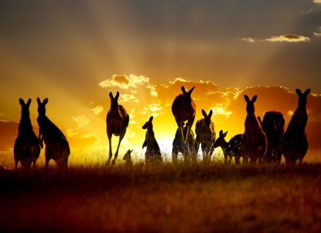 Kangaroos at Sunset
